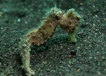 中药海龙图鉴,海龙科图片