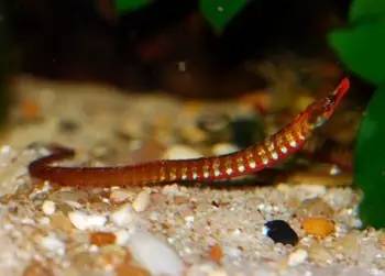 中药海龙图鉴,海龙科图片