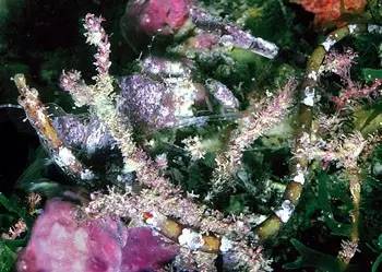 中药海龙图鉴,海龙科图片