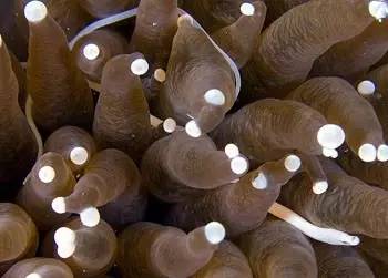 中药海龙图鉴,海龙科图片