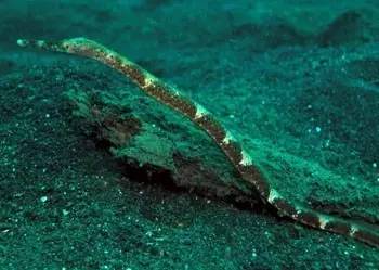 中药海龙图鉴,海龙科图片