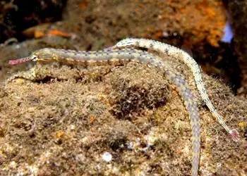 中药海龙图鉴,海龙科图片