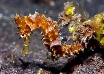 中药海龙图鉴,海龙科图片