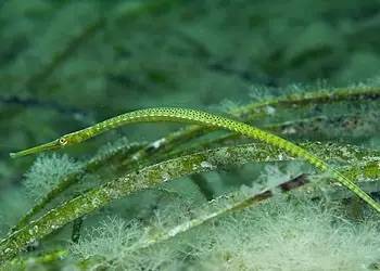 中药海龙图鉴,海龙科图片