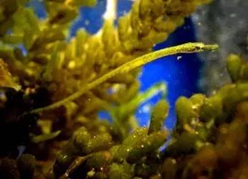 中药海龙图鉴,海龙科图片