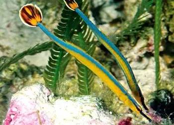 中药海龙图鉴,海龙科图片