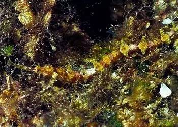 中药海龙图鉴,海龙科图片