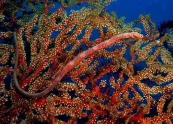 中药海龙图鉴,海龙科图片