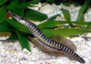 中药海龙图鉴,海龙科图片