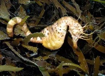 中药海龙图鉴,海龙科图片