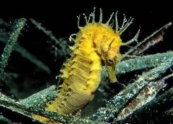 中药海龙图鉴,海龙科图片