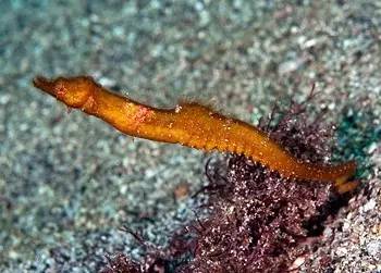 中药海龙图鉴,海龙科图片