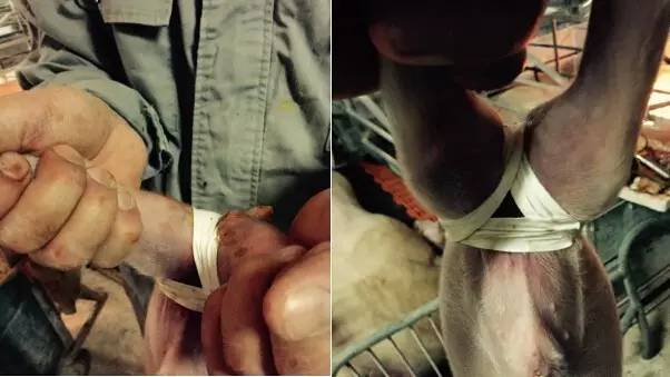 分娩舍的饲喂标准,分娩舍饲养管理