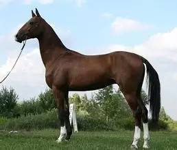 世界上最贵的比赛奖金,全世界最贵的一场速度比赛