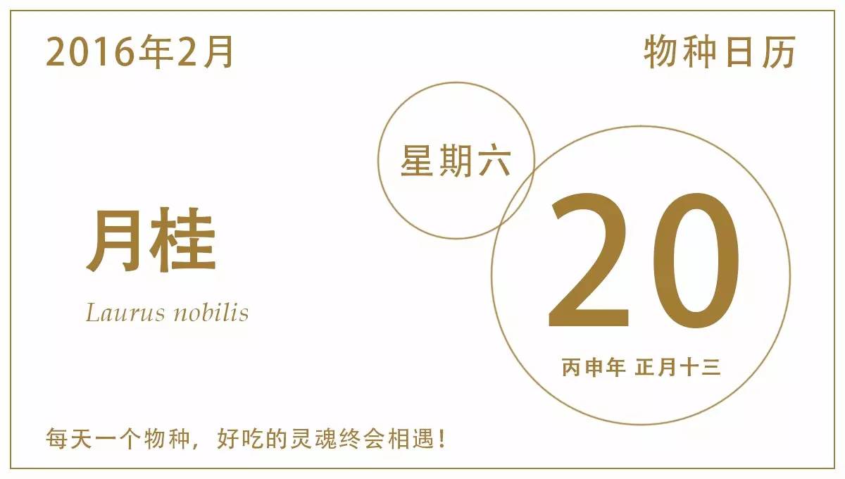 高大上的月桂,就在我们身边