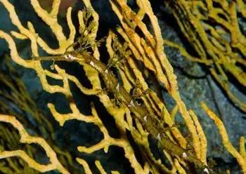 中药海龙图鉴,海龙科图片