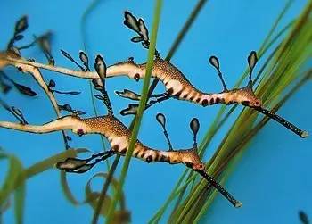 中药海龙图鉴,海龙科图片