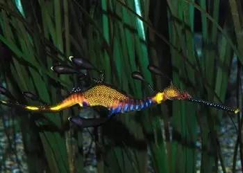 中药海龙图鉴,海龙科图片