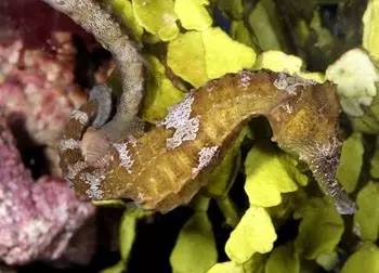 中药海龙图鉴,海龙科图片