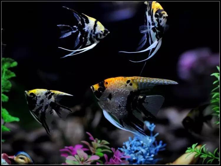 燕子水霉病咋治,燕子点水走法