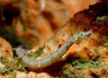 中药海龙图鉴,海龙科图片