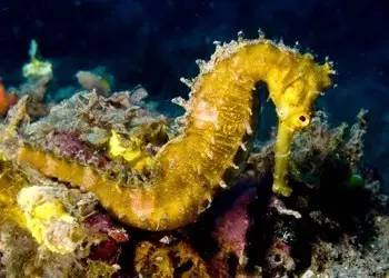 中药海龙图鉴,海龙科图片