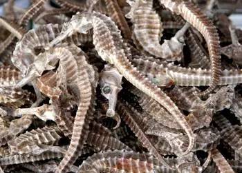 中药海龙图鉴,海龙科图片