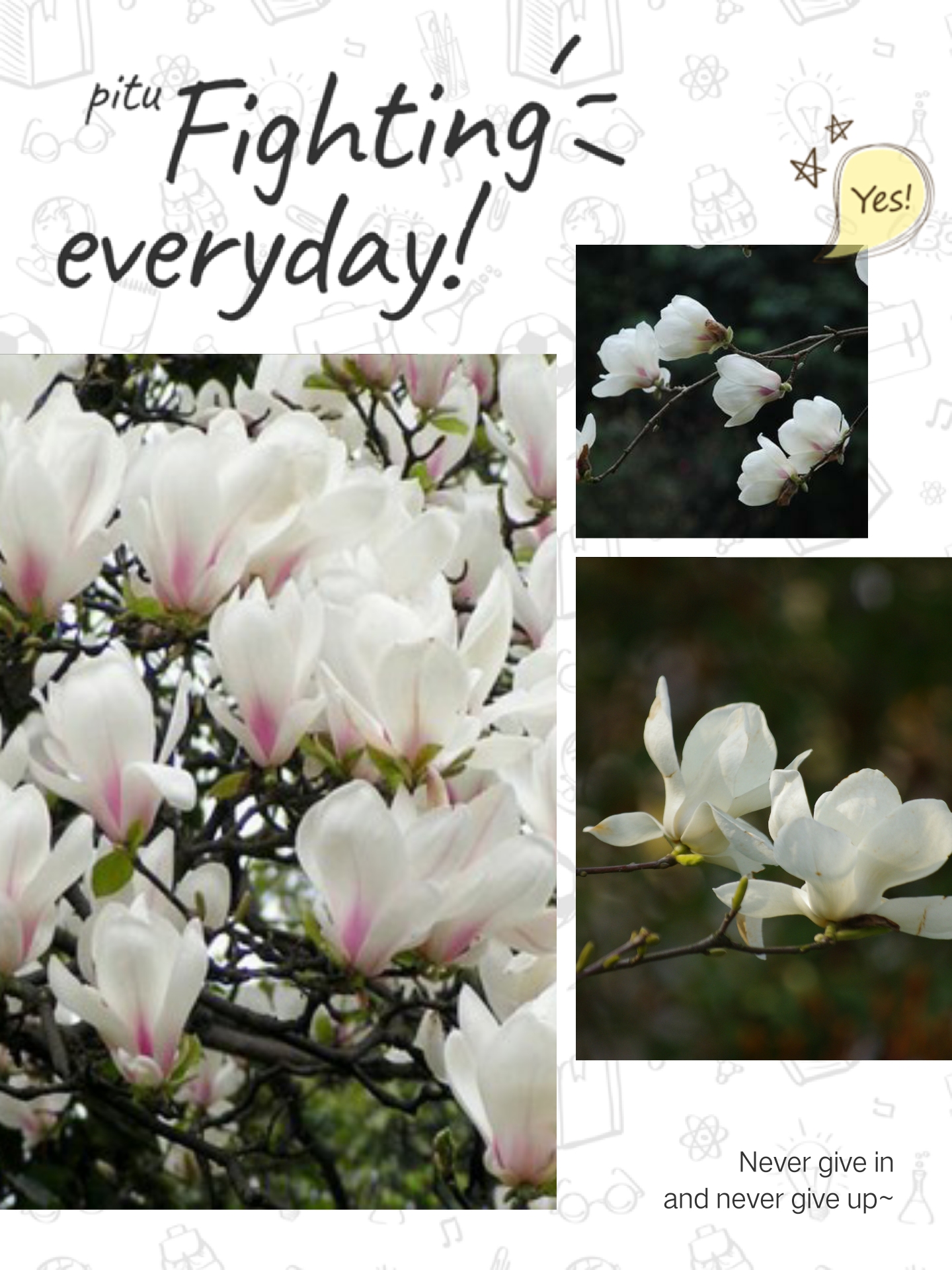 白玉兰洁白孤傲,白玉兰是玉兰中的极品吗