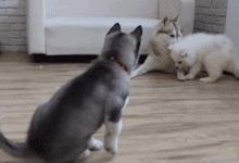 同样是麻麻,哈士奇和金毛的差距怎么这么大呢?