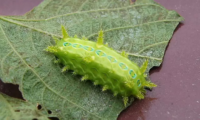 农村叫洋辣子是什么害虫,农村的洋辣子用什么药杀