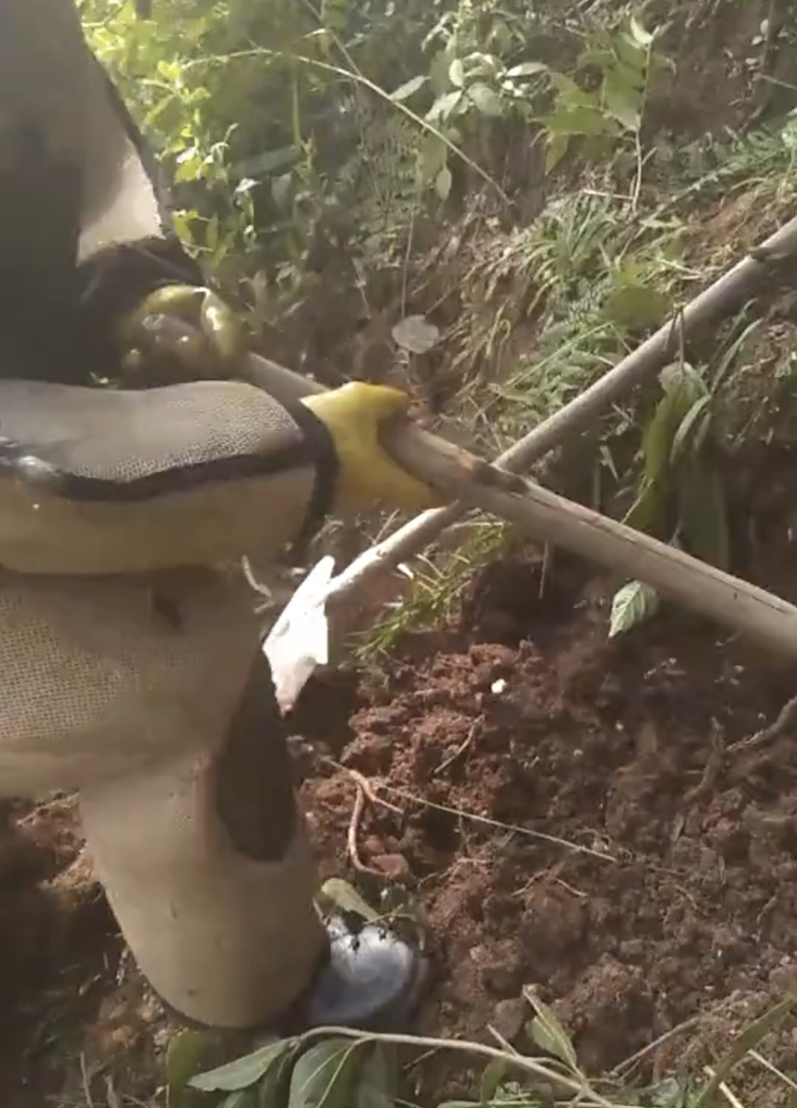 挖虎头蜂出意外,小伙上山采药在山洞里遇到人参