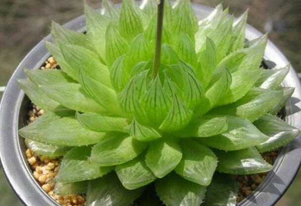 老花匠的养花技巧,樱水晶怎么养才饱满