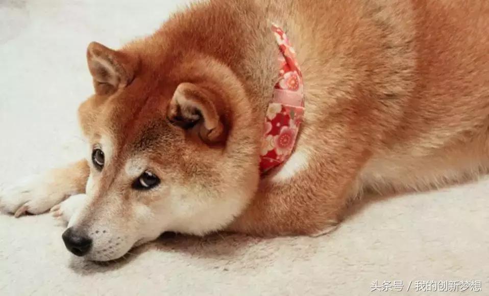 双十一脱单攻略视频大全,双十一怎样脱单