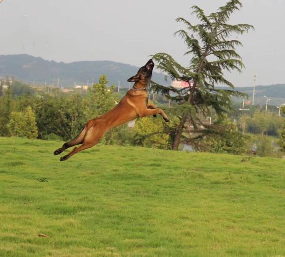 马犬应该如何训练基本科目用啥方法