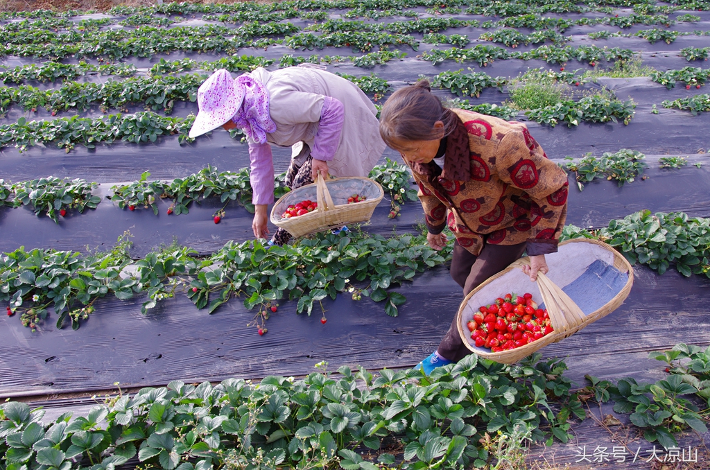 凉山德昌县草莓价格今日行情,德昌草莓批发价格