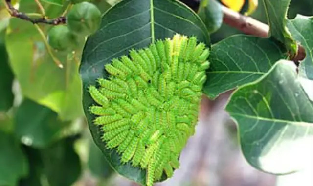 农村叫洋辣子是什么害虫,农村的洋辣子用什么药杀