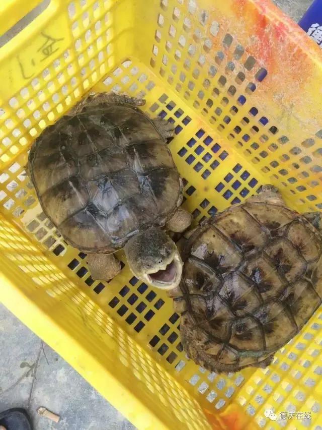 德庆鳄鱼龟,30万在深山养鳄鱼龟