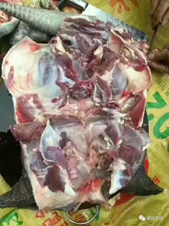 德庆鳄鱼龟,30万在深山养鳄鱼龟