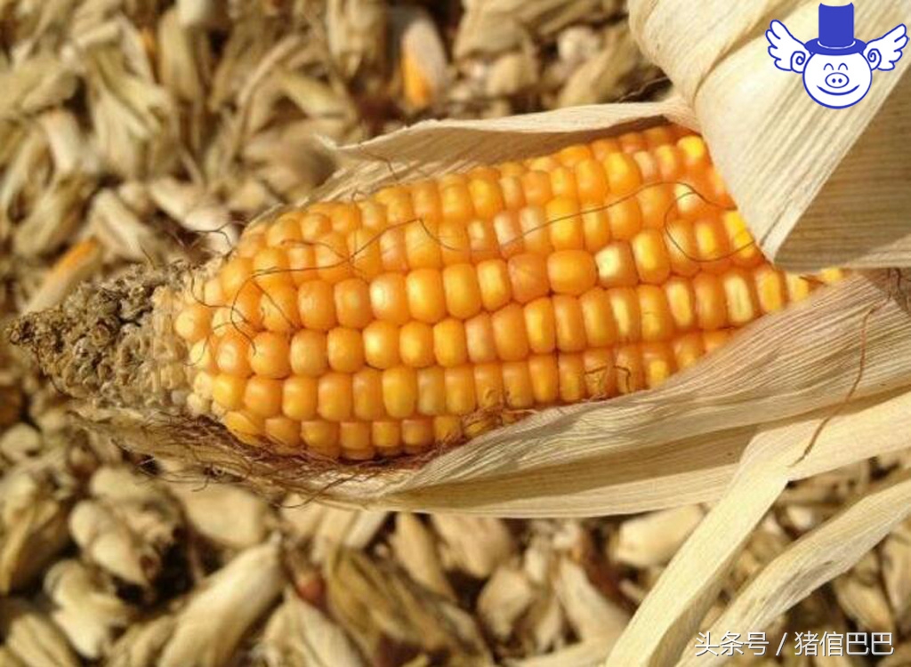 猪肉膘有发黄点是怎么回事,猪肉黄膘是病吗