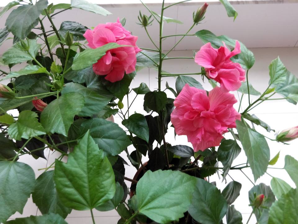 花盆的鲜花如何延长开放时间,如何让花卉开放持久