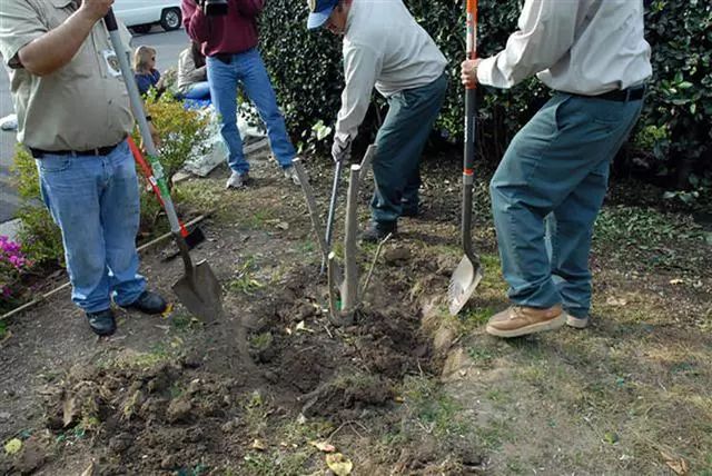 柑橘黄化隐形杀手,柑橘黄叶死苗是什么病
