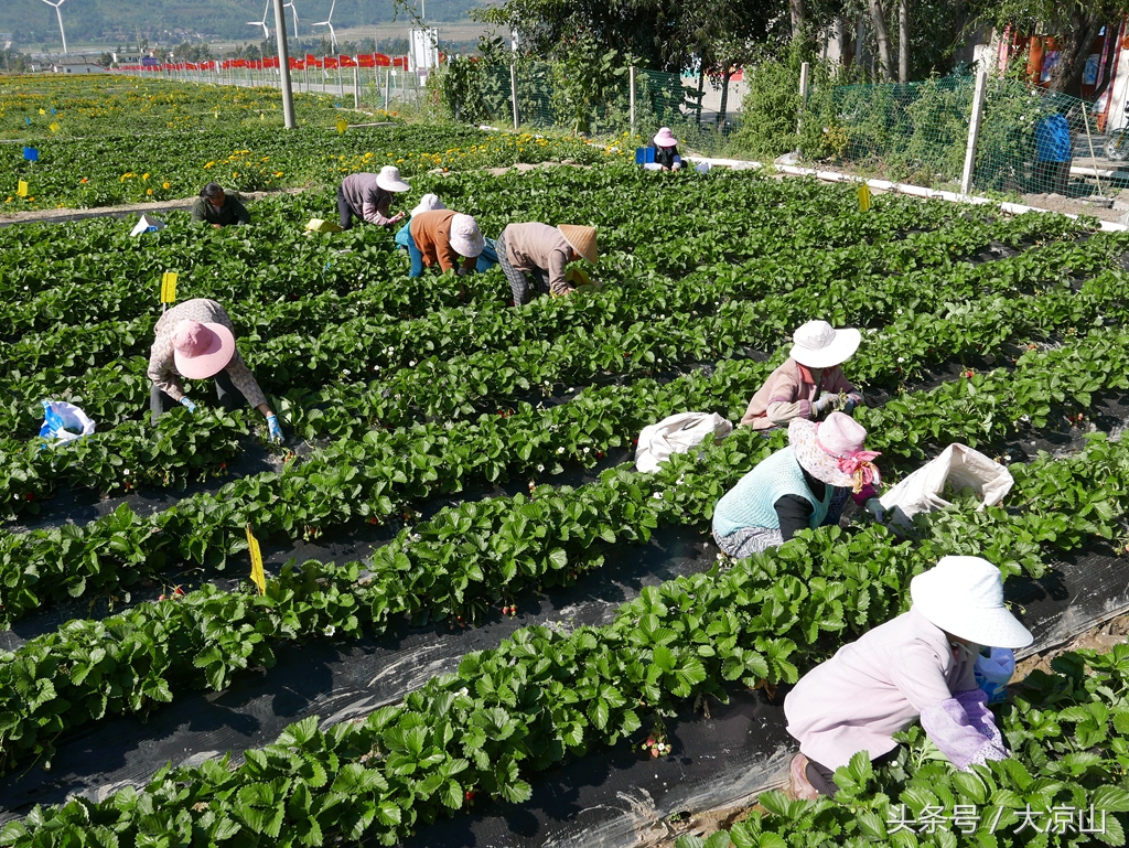 凉山德昌县草莓价格今日行情,德昌草莓批发价格