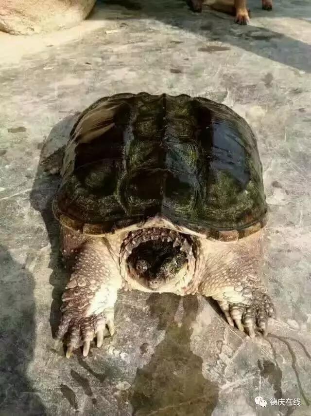 德庆鳄鱼龟,30万在深山养鳄鱼龟