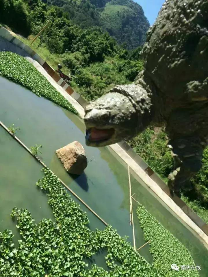 德庆鳄鱼龟,30万在深山养鳄鱼龟