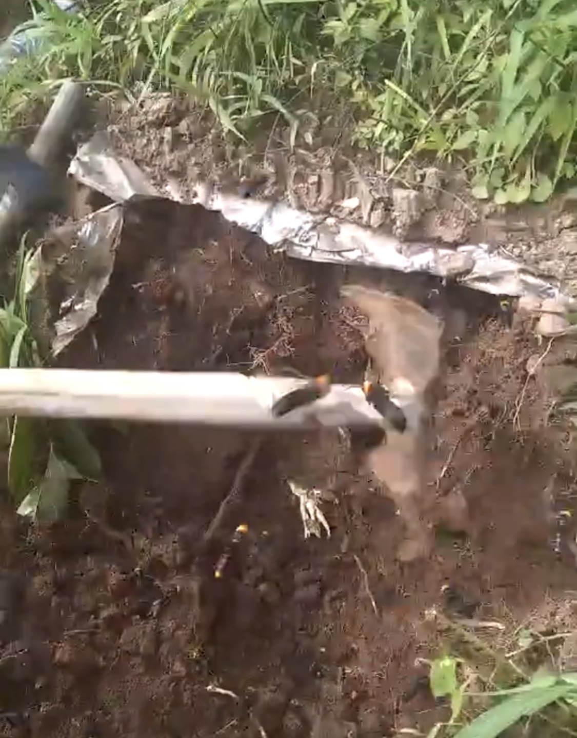 挖虎头蜂出意外,小伙上山采药在山洞里遇到人参