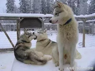 双十一脱单攻略视频大全,双十一怎样脱单