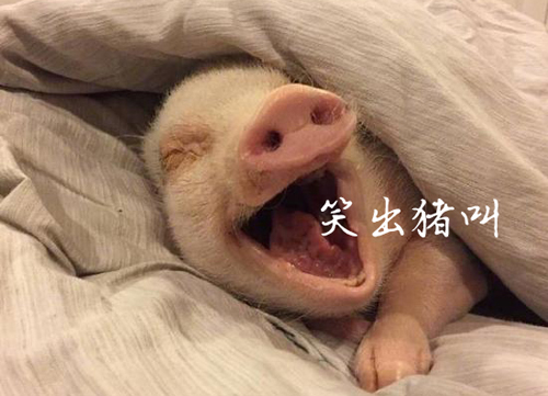 300元在闲鱼买iphonex,在闲鱼买了1000多元的iphone