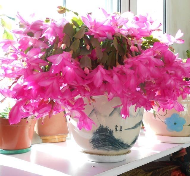 花盆的鲜花如何延长开放时间,如何让花卉开放持久