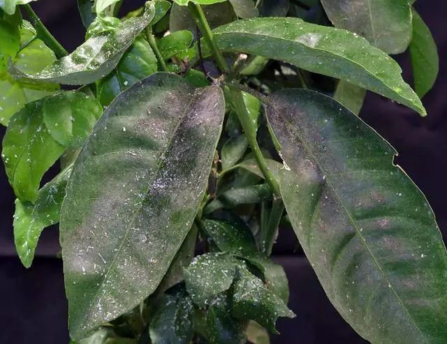 柑橘黄化隐形杀手,柑橘黄叶死苗是什么病