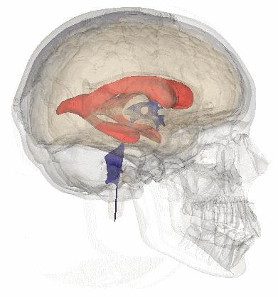 绘制神经系统的生理解剖图,人体骨骼血管神经系统解剖图